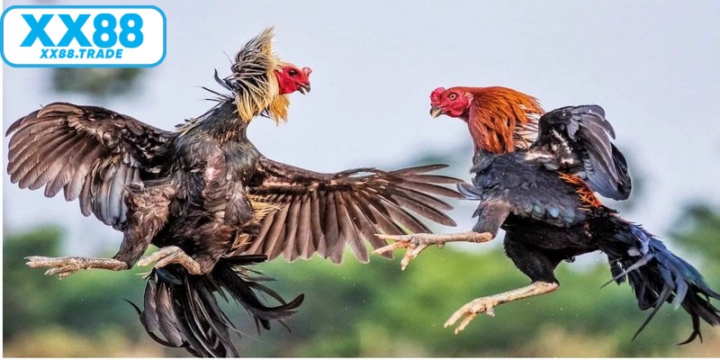 Đá gà cựa sắt là bộ môn giải trí đỉnh cao với những màn so tài nghẹt thở